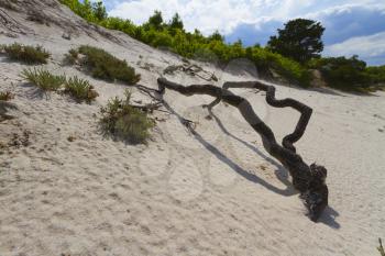 Dry tree branch on a sand dune on a hot summer day
