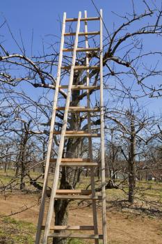 Ladder in the blossoming orchard.