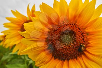 Bees pollinating sunflowers blooming in the farm fields.