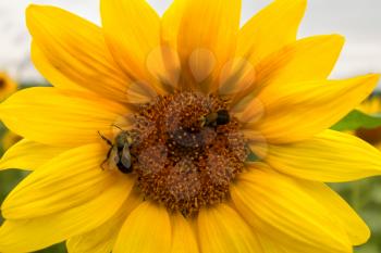 Bees pollinating sunflowers blooming in the farm fields.