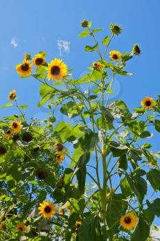 Bright sunflowers against blue sky.