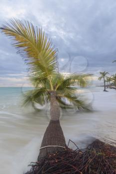 Palm trees on the tropical Caribbean beach.