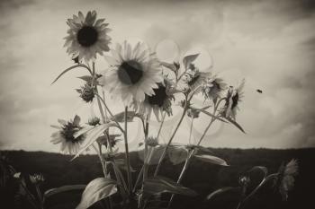 Sunflowers blooming in the field in black and white.