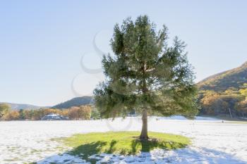 Beautiful christmas tree growing on the field, surrounded by snow.