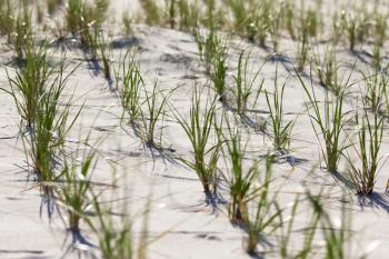 Grass and white sand dunes on the beach on a hot summer afternoon.