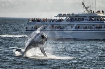 Whale breaching water in front of a boat.