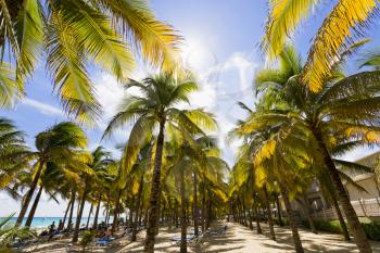 View of Caribbean beach with palm trees.