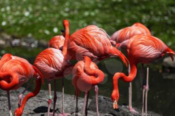 Beautiful pink flamingoes in a flock.