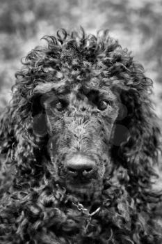 A portrait of a cute black poodle puppy with expressive eyes.