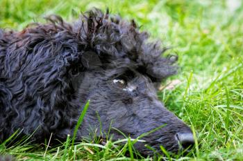 A portrait of a cute black poodle puppy with expressive eyes on a green grassy lawn.