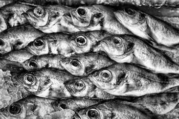Black and white grunge background of frozen fish in the market.