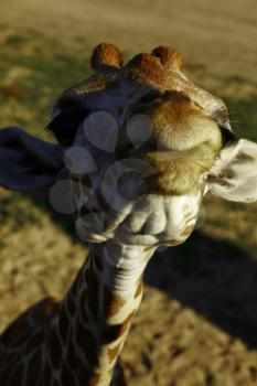 Cute giraffe face.