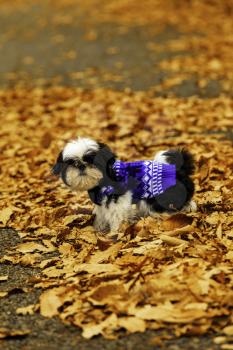 Shih Tzu puppy playing in the fallen leaves.