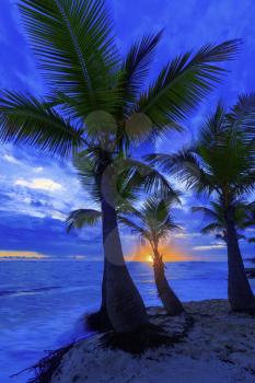 View of Caribbean beach with palm trees.