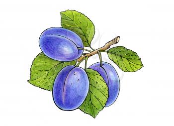 Royalty Free Clipart Image of Plums