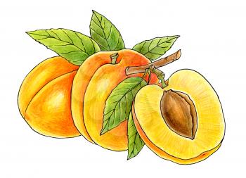 Royalty Free Clipart Image of Peaches