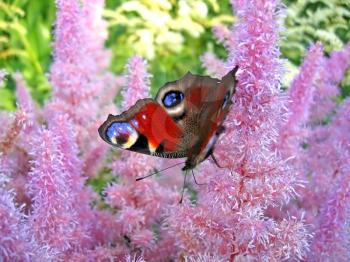 beautiful butterfly on pink flowers