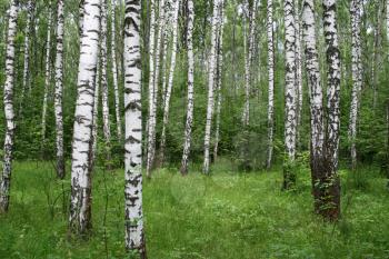 birch trees in a summer forest