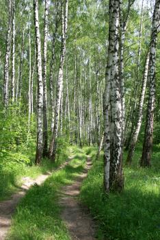 birch trees and road in a summer forest