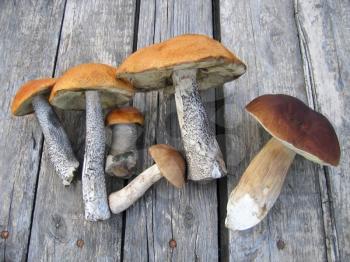 eatable mushrooms laying on a wooden table