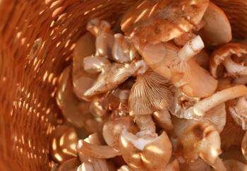 eatable mushrooms (honey agarics) laying on a basket