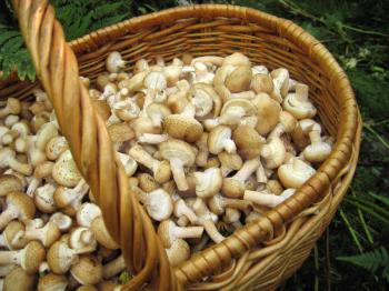 basket with eatable mushrooms (honey agarics)