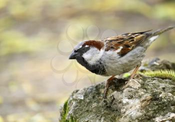 single sparrow sitting on a stone