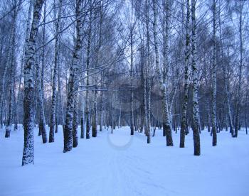 birch trees in a winter park