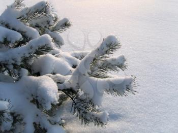 close-up branches of pine under a snow