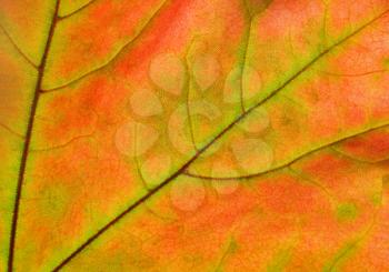 beautiful colored fall leaf, autumn background
