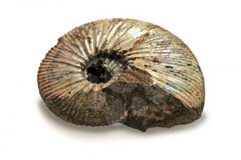 fossilized ammonite isolated on white