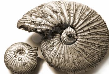 fossilized ammonite on white background