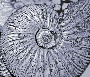 fossilized ammonite background