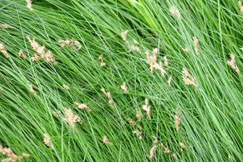 close-up of grass with seeds, green background