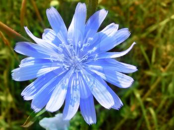 close up of blue chicory flower