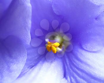 close up of beautiful violet flower