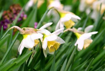 close up of beautiful daffodils (narcissus) in a spring garden