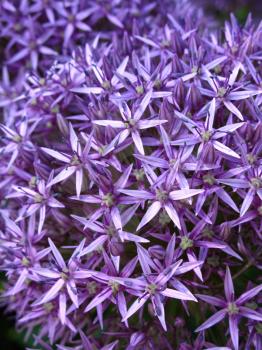 Close up of blossoming purple allium background