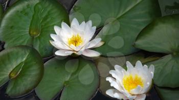 two blooming white water lilies (lotus) close up