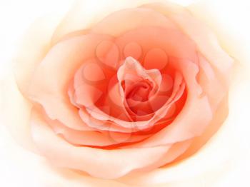 delicate pink rose background