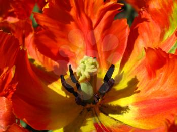 macro of a beautiful red tulip