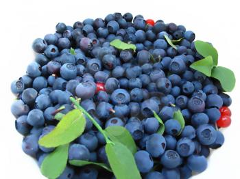 fresh blueberries with green leaves