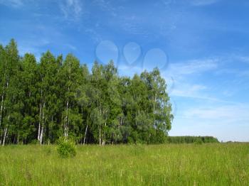 beautiful summer landscape with birch trees and clear blue sky