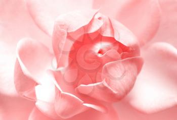 beautiful pink rose close up background