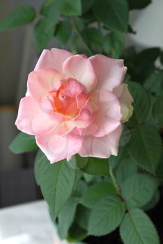 beautiful pink rose close up