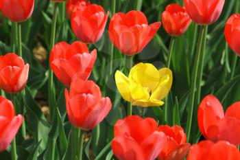 many beautiful red and single yellow tulips