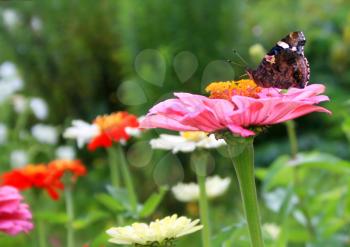 butterfly on a bright flower in the sammer garden
