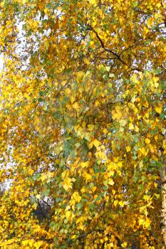 beautiful autumn leaves of birch tree close up