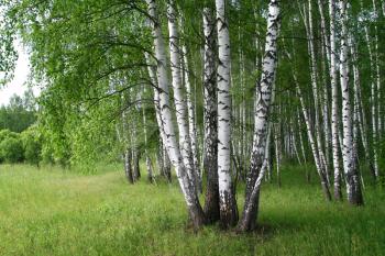 beautiful birch trees with young foliage