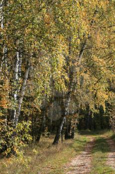 solar autumn day in birch forest with track
